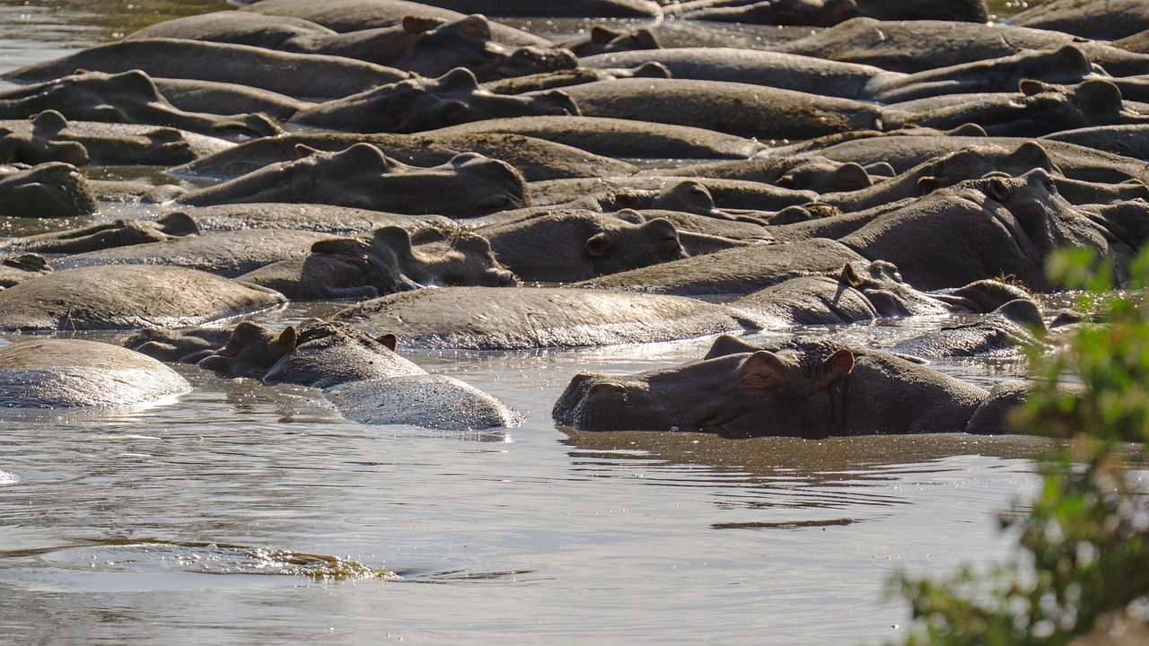 Nyerere National Park