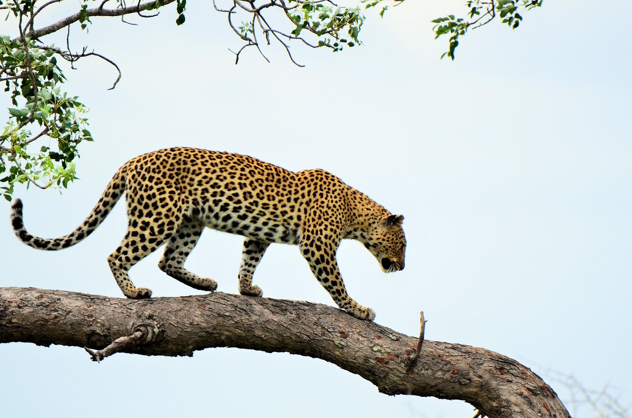 Ruaha National Park