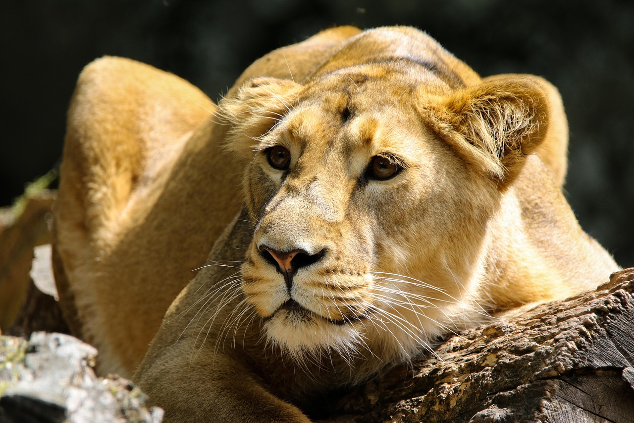 Serengeti National Park