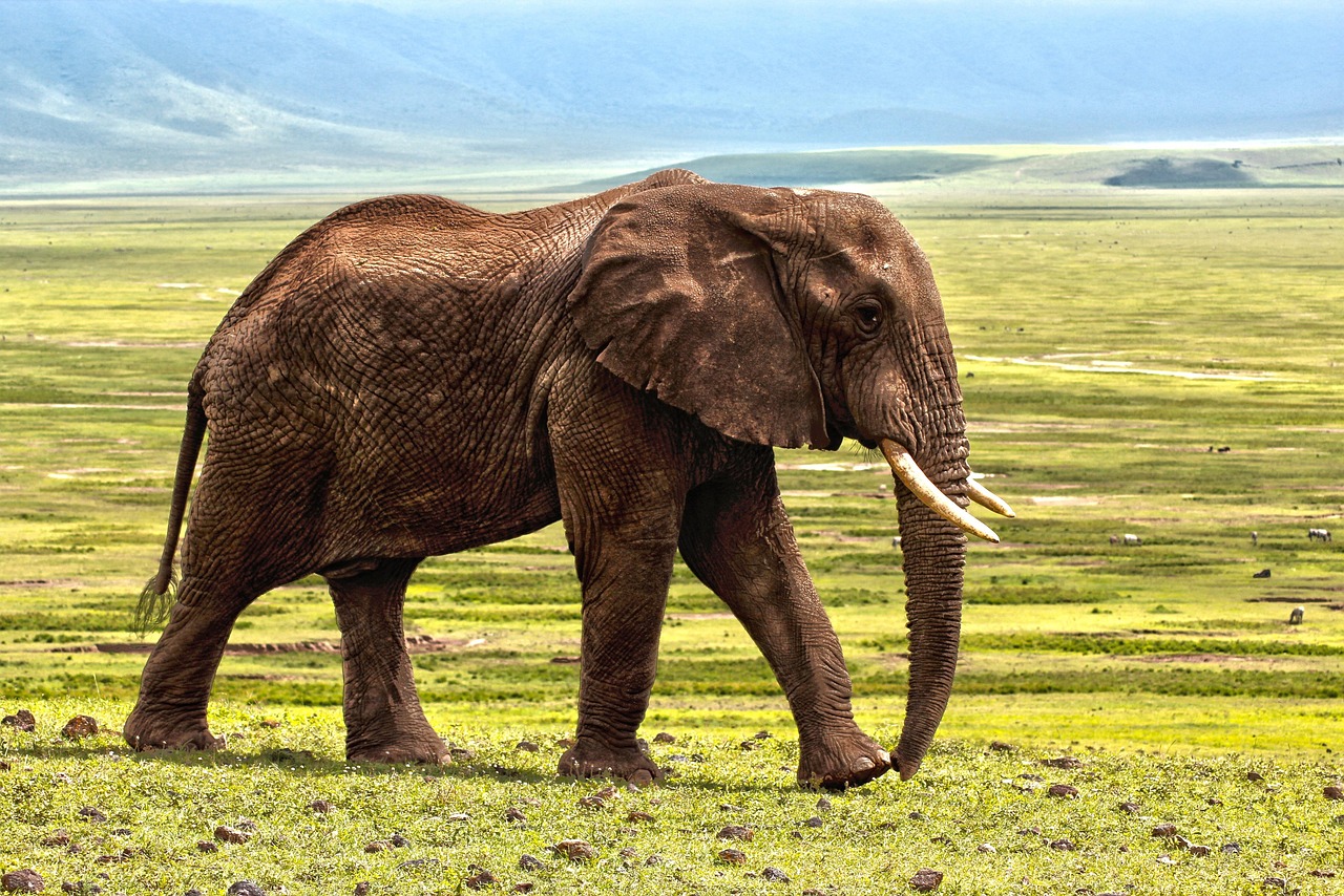 Tarangire National Park