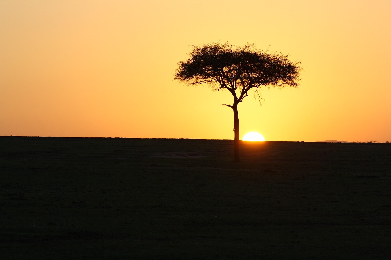 Acacia at sunset on the plains