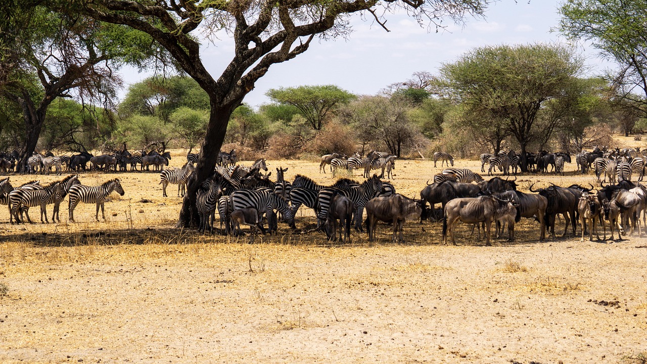 Wildebeest herds on the move