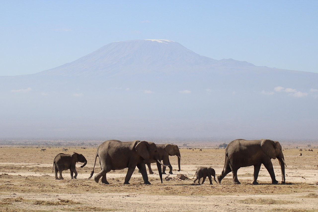 Tanzania Safari & Kilimanjaro View Escape