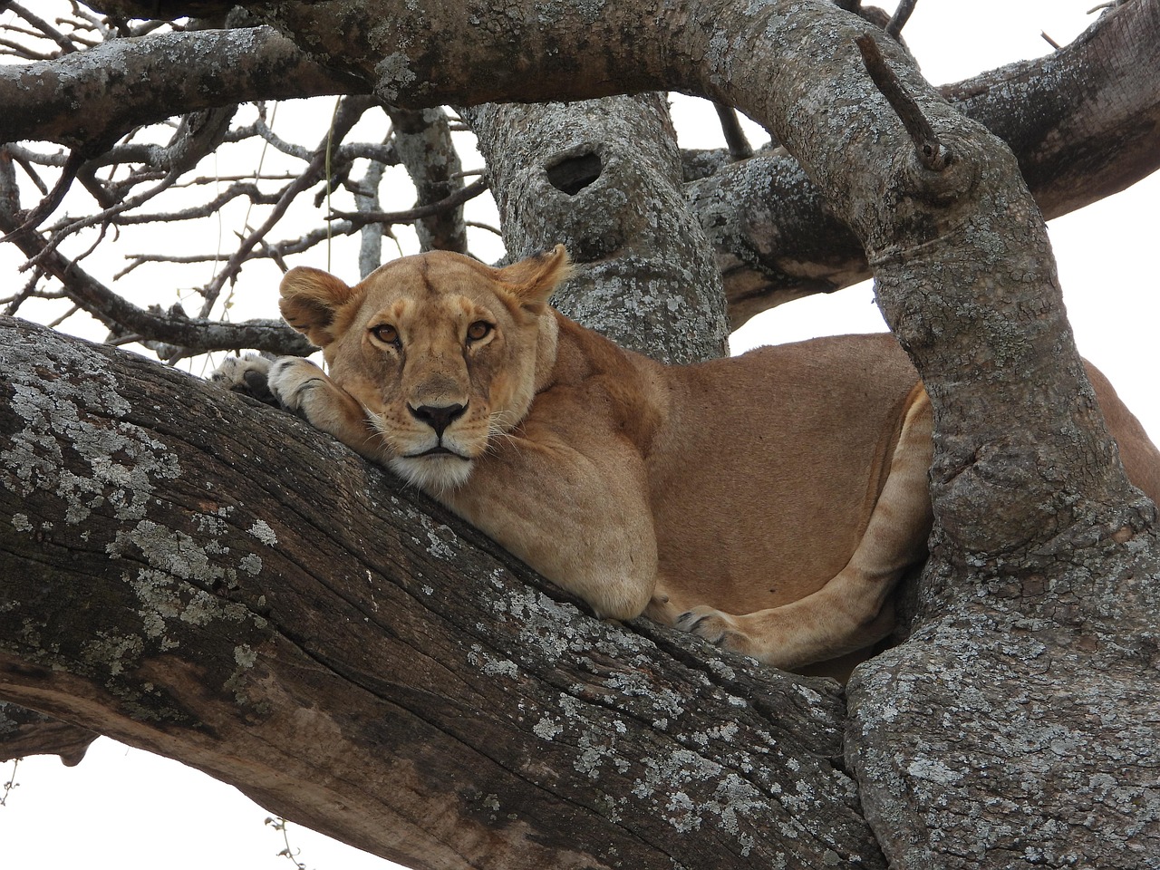 Luxury Serengeti & Ngorongoro Escape
