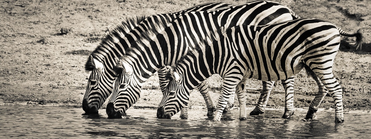 Ndutu Calving Season Safari