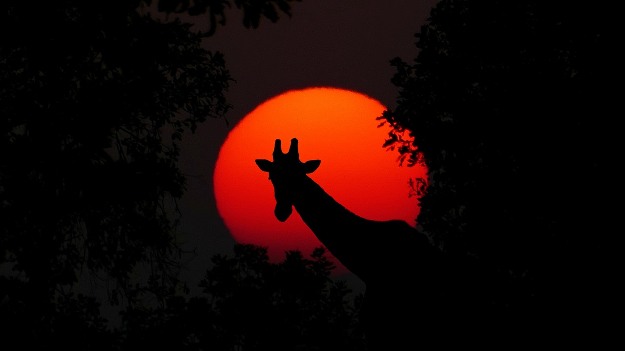Tanzania Signature Safari