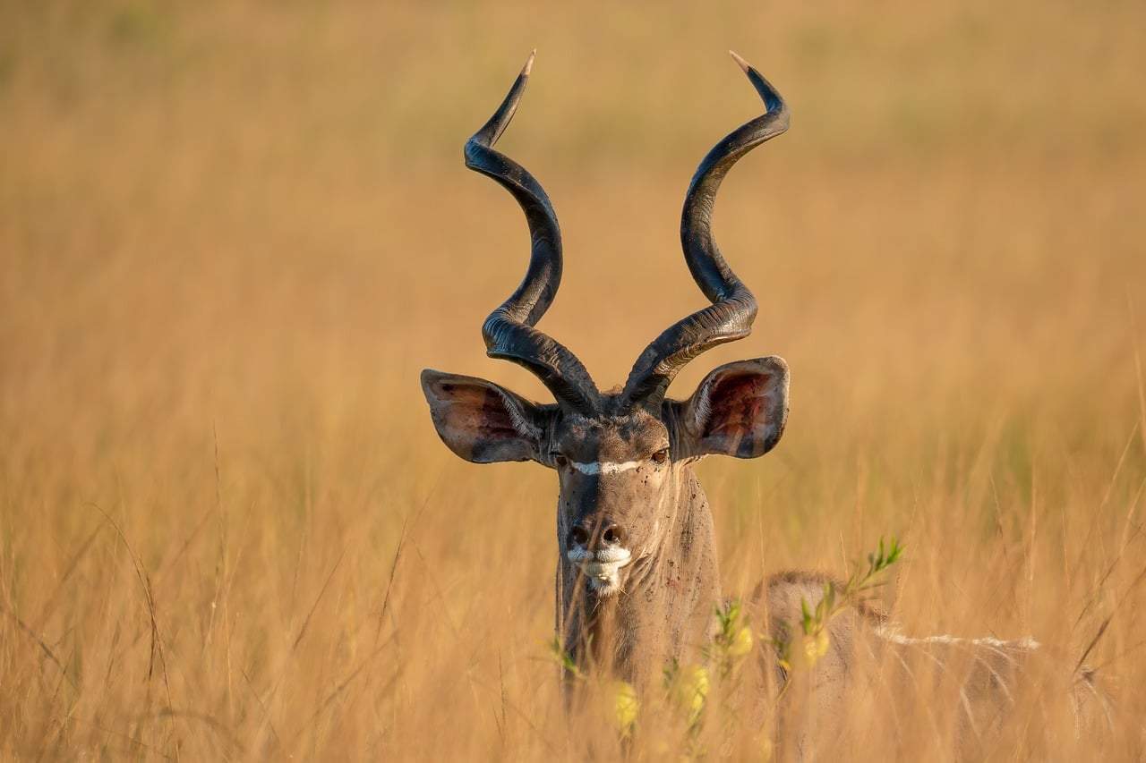 Southern Tanzania Wilderness Safari